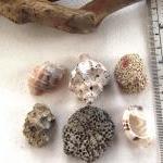 Spanish Rocks And Shells From The Mediterranean..